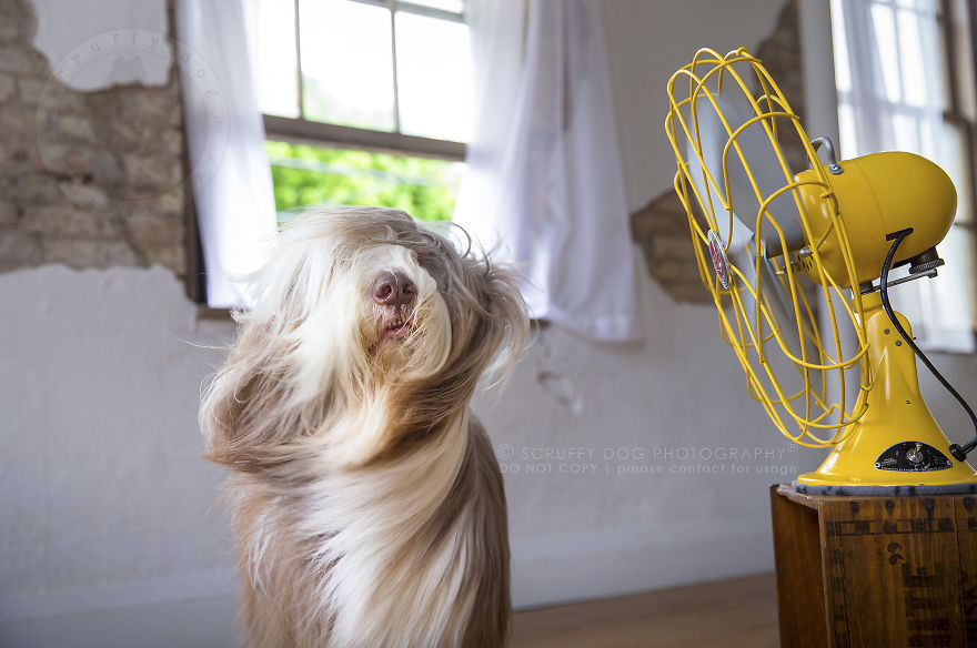 BLOW the whimsical and artistic photo series from scruffy dog photography that explores the fun interactions of dogs with fans 5889abcf695f8 880