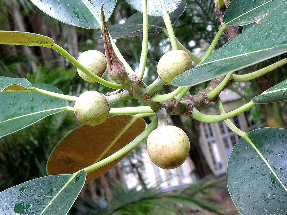 Ficus macrophylla 11