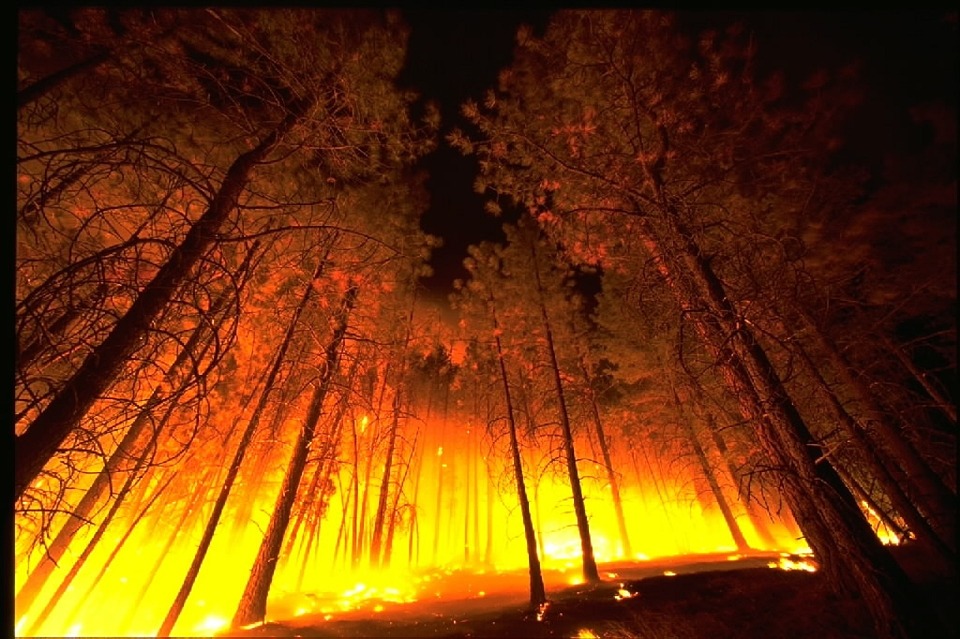 bosque ardiendo