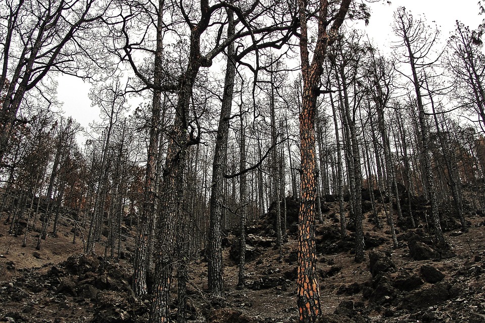 bosque quemado