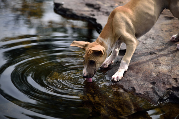 perro bebiendo agua 62846 301