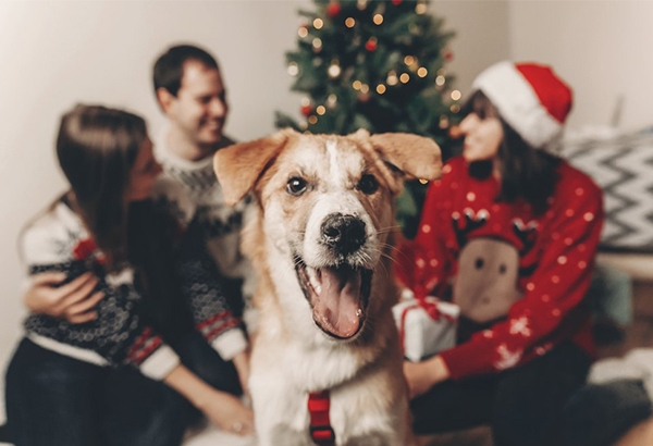 Consejos para tus mascotas en Navidad