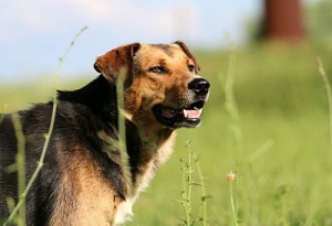 Peligros que afectan a nuestro perro al pasear por el campo o el parque. Consejos.